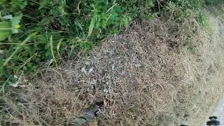 Affût de renard 30 06 2019
