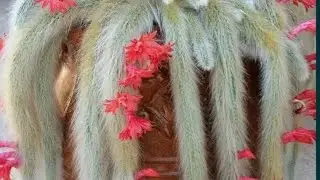 Кактус Мавп'ячий хвіст