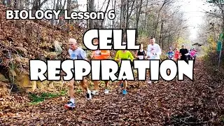 Biology Lesson 6 - Cell Respiration