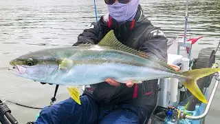 Slow Jigging Kingfish and Squid, Sydney Harbour Fishing
