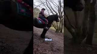 Tiny dog attempts to 'attack' horse