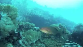Humpback whale diving on the Yongala