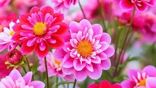 🌸 Relaxing Music with Beautiful Flowers ✨ Calm the Mind, Stop Overthinking & Inner Peace