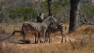 &ldquo;How to Hide a Zebra in Plain Sight&rdquo;