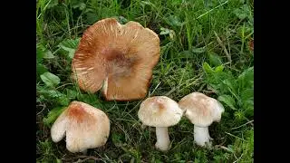 Inocybe erubescens