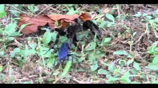 Tarantula hawk and tarantula in an epic battle (spoiler: removed :) )