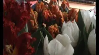 Tulpen keuren bij Cappuccino
