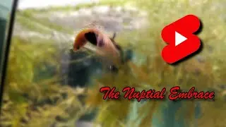 Bettas breeding - Nuptial Embrace