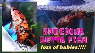 Betta Fish Breeding / Cross Breeding (Veil Tail x Half Moon) First Time Breeding !!Lots of Eggs!!