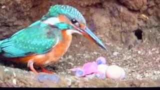 Common kingfisher feeding chicks