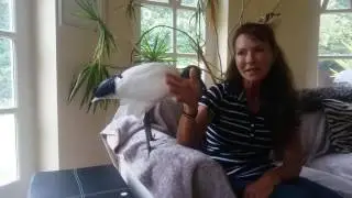 Ernie the indoor Ibis