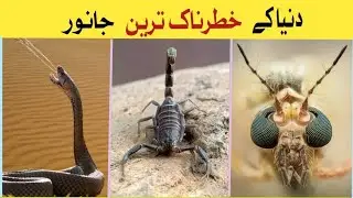 Top 10 Most powerful Animals in The World
