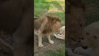 LIONS LOVE | COURTSHIP BEHAVIOR OF LIONS | LIONS REPRODUCTIVE BEHAVIOR | LIONS MATING | MATING | 🦁❤️