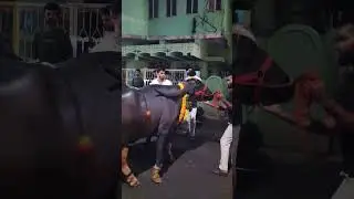 Saidabad sadar  2025 🐂 #folksong #shortvideos #live #viralvideos #love #viral #shorts #dj #dance
