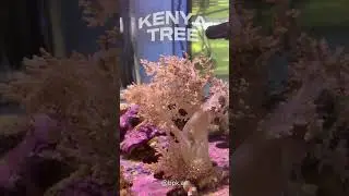 Kenya Tree Coral &ndash; The Hardy, Flowing Soft Coral for Your Reef Tank! 🌿🌊 #softcoral #aquarium #coral
