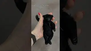 «Талисманчик» 🧸
