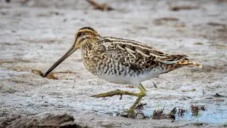 Bekasina otavn&iacute; - Gallinago gallinago