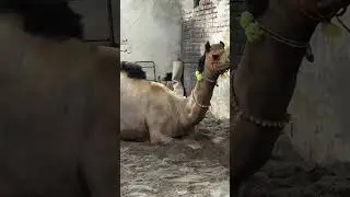 Camel ka setup lag raha❤️Qurbani 2025❤️🥰#qurbani2025 #cattlefarm #ytshorts #camel #mandi #cowlover
