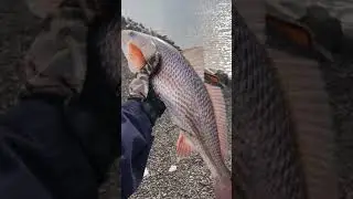 First keeper Redfish of the day.