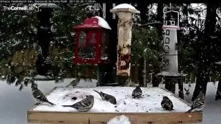 Finch Frenzy in Snowy Ontario – Feb. 28, 2017