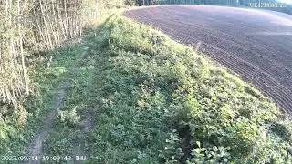 Vilkų relaksas prieš naktinę medžioklę