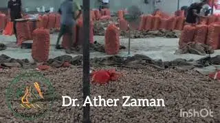 Onion crisis in Bangladesh due to inadequate numbers of Cold storage.