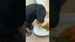 Charly love his food 🥰 #cutedogs #puppy #dachshund #funnypetsounds #rottweiler #pets #doxielife