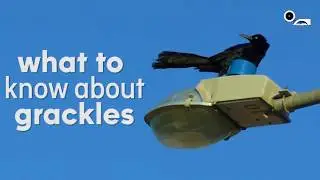 Facts about Great-Tailed Grackles