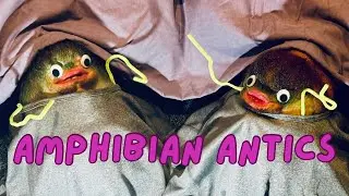 Amphibian Antics: Episode 1