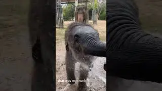 Baby Elephant's Banana Craving Adventure #babyelephant #elephantpark #cuteanimals