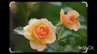 কথা রাখবে বলে কি কথা দিয়েছো |  MONALISHA BERA | 