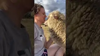 My wooly friend 💚 #petsheep #merino