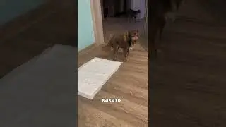Спрей для приучения к туалету артикул ВБ: 453153131