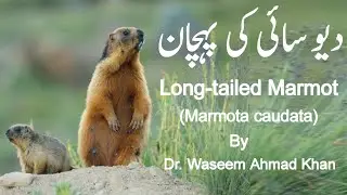Long-tailed Marmot of Deosai National Park | Long-tailed Marmot | Marmot | Marmot A Real Survivor