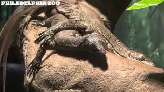 Philadelphia Zoo Mertens Water Monitors Sleeping With Arms Around Each Other