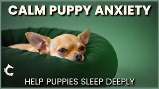 The BEST Puppy Calming Music for Instant Relaxation