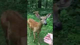 Close encounter with deer at le parc national d'oka Chevreuils a s&eacute;paq