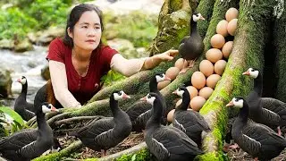 Harvesting Black Ducks & Fresh Eggs in the Forest & Goes Market to Sell – Forest Survival