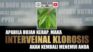 Cara Merawat Interveinal Klorosis Pada Daun Durian