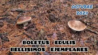 Preciosos BOLETUS a Principios de OCTUBRE de 2024 🍄
