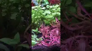 Time to get rid of the algae.