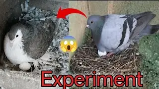 New experiment for my pigeon 🕊️🕊️❤️❤️🔗#kabutar#Tom and Jerry.2.3