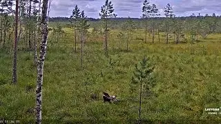 LVM Purvs - Bog / Meldrs staigā pa purvu un lido 💕 Meldrs walks through the bog and flies 2025-08-05