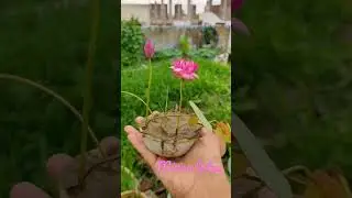 micro lotus growing on 4 inch pot/ pot inside pot method