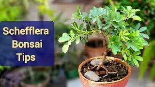 Schefflera Bonsai tips, Schefflera plant care