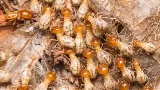 Termimesh System | Kona, HI &ndash; Bowman Termite & Pest Management