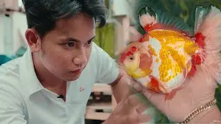 FV VLOG #107:  New Generation Oranda in Buenavista ft. BAF Goldfish
