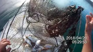 ODLIČAN ULOV, SKLOPIVA VR&Scaron;A. FOLDABLE FISH TRAP FANTASTIC CATCH SEPPIA AND  SEA BREAM