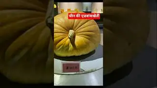 🌹🌺✌️ पूरी दुनिया की सबसे बड़ी सब्जी#viralvideo #shot वीडियो यूट्यूब
