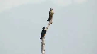 Collared Falconet (pair)